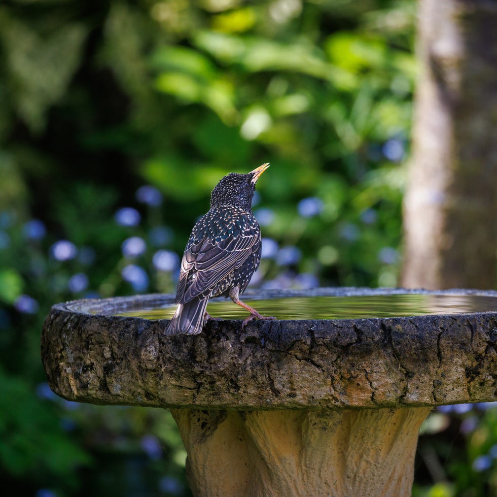 Un estornino estaba parado en una fuente para pájaros. un estornino estaba parado en un bebedero para pájaros
