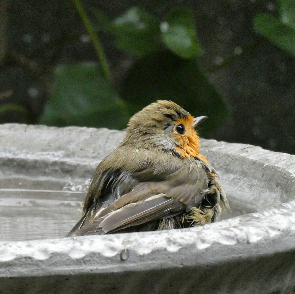 Petirrojo europeo bañándose en un baño de pájaros de jardín - Erithacus rubecula Petirrojo europeo bañándose en un jardín bebedero para pájaros erithacus rubecula